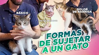 GUÍA PRÁCTICA de cómo SUJETAR Y MANEJAR A UN GATO 🐈⬆️ para CEPILLAR CORTAR UÑAS DAR PASTILLA y más [upl. by Haymes928]