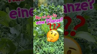 🤔 Was ist das für eine wertvolle Pflanze 💎wildkräuter garten heilpflanzen kräuterkeller [upl. by Maunsell146]