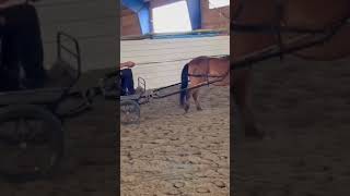 Carriage training my gotland pony Denise [upl. by Natanoy242]