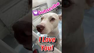 Pitbull Dog Is So Friendly and Sweet pitbull pittie dogs cute doglover trending iloveyou [upl. by Nobile96]