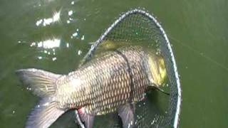 Giant Siamese Carp Bungsamran Thailand Part 1 [upl. by Neenwahs]