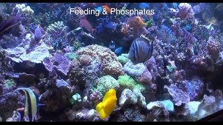 Feeding amp Phosphates  Pappone  ReefKeeping Video Podcast by AmericanReef [upl. by Teirtza]