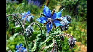 Borage Health and Garden Benefits [upl. by Attaymik]