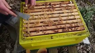 Apis mellifera mellifera lthl B24CS Супер весна [upl. by Vassaux]