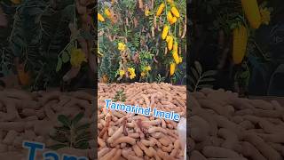 Tamarind plants 😋 इमली 🤤 short shorts shortfeed tamarind [upl. by Melodie380]