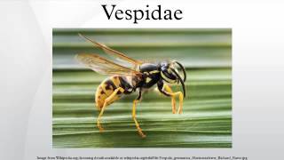 Vespidae [upl. by Wira]