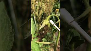 Cross pollinating gardening gardeningvideos pollinate crosspollination tomatoe plants potato [upl. by Burnley]