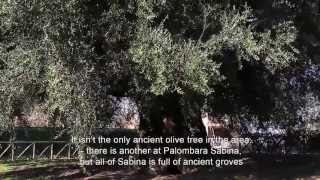 LOlivone the oldest olive tree in Sabina [upl. by Ike999]