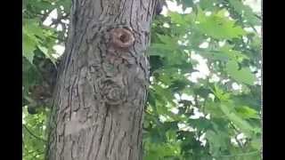 Bee Hive Removal from Tree Trunk [upl. by Laet]