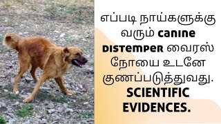 நாய்களுக்கு வரும் canine distemper நோயை குணப்படுத்துவது எப்படி [upl. by Aspasia455]