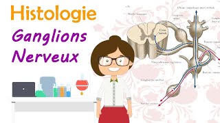 Histologie  les ganglions nerveux  cérébrospinaux  végétatifs  cours de 2 ème année médecine [upl. by Shaddock]