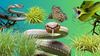 Strange Snake vs Frogs The Ultimate Showdown snakevideo toad [upl. by Netsrik]