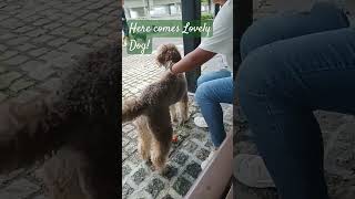 cuddly dog lovely doglover dog ilovehk travel ilovehk [upl. by Andria]