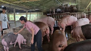 How to Choose a Breeding Sow Separate 2 Pigs to Make a Sow Give Birth  Ep 296 [upl. by Barrie]