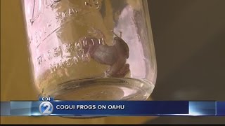 Experts explain how invasive coqui frogs are arriving on Oahu [upl. by Assiruam]