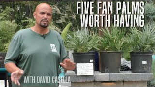 Five Fan Palms Worth Having [upl. by Mariellen670]