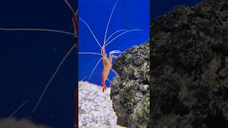 Cleaner Shrimp  Lysmata Amboinensis aquarium shrimp marine marineanimals marineaquariumfish [upl. by Ayamahs785]