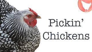 Choosing Chicken Breeds [upl. by Eustashe]