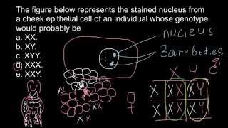 Barr bodies and genetic disorders [upl. by Esilrac716]