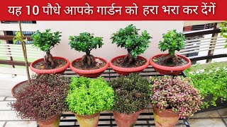 सालभर हरे भरे रहने वाले 10 परमानेंट पौधे जरूर लगाओ तुरंत Top 10 hardy permanent plants [upl. by Naie472]