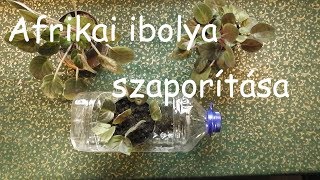 AFRIKAI IBOLYASaintpaulia ionantha SZAPORÍTÁSA  HOW TO PROPAGATE AFRICAN VIOLETS [upl. by Gefell]