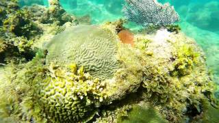 Snorkeling in cerro gordovega altaPR [upl. by Yelah566]