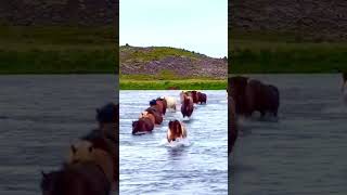 Did The Horse Trip  🇮🇸 🐴 iceland horses [upl. by Kciredec]