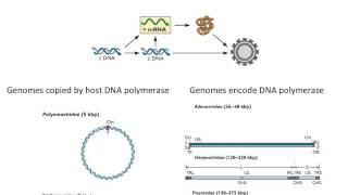 DNA virus genomes [upl. by Gnagflow]