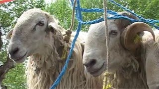 Doneztebeko Udaberriko feria 2016 Erreportajea [upl. by Nakada]