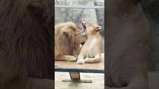 quotCouple Goalsquot Lions in Love Heartwarming Compilation  Happy TV [upl. by Suivatna]