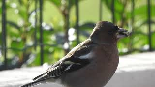 Pinson des arbres  Fringilla coelebs dans le jardin Male chaffinch in the garden [upl. by Yras]