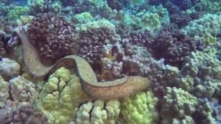 Moray Eel Eats Octopus [upl. by Airliah]