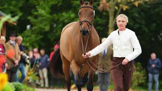 Great Britain horseriding star Georgie Campbelldies after fall at fence during equestrian in Devon [upl. by Modeerf957]