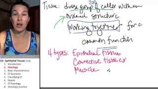 Epithelial tissue 2 Histology [upl. by Panayiotis]