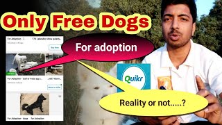 Why dogs for free adoptation is showing on quicker [upl. by Noffihc]