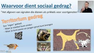 Sociaal gedrag thema 8 Gedrag Biodam  3 van 3 [upl. by Naitsirt]