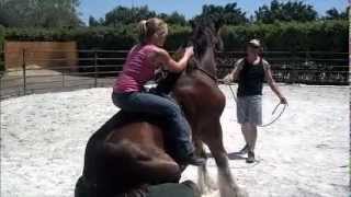 Amazing Ride of an unbroke 2 year old Clydesdale [upl. by Delfeena]