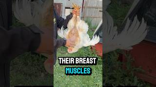 Boost muscle on broiler chickens for FREE [upl. by Knut598]