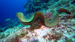 Swimming with eels best giant moray ever [upl. by Foulk481]