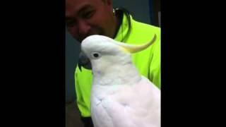 Bird swearing awesome cockatoo cocky [upl. by Aicetel166]