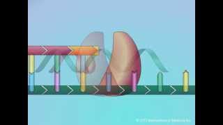 Mechanisms of Action of Nucleoside Reverse Transcriptase Inhibitors NRTIs [upl. by Anaiviv977]