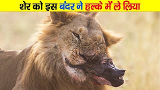 शेर को छेड़ने निकला यह ये बबून फिर जो इसके साथ हुआ Baboons Dying In a Lion Jaw [upl. by Ettessil]