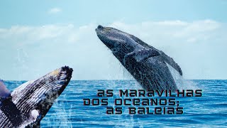 Maravilhas dos Oceanos Conheça as Espécies Mais Fascinantes de Baleias e Suas Curiosidades [upl. by Rame]