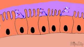 Mechanism of cholera toxin [upl. by Novi]