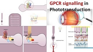 G protein signalling pathway underlying phototransduction [upl. by Jonina]