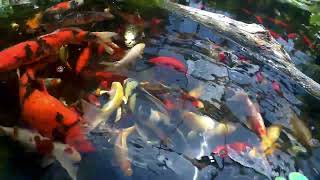 koi and goldfish pond 240728 flatboat  feeding [upl. by Chilson]