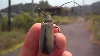 Longhorn beetle Apriona japonica take off from my finger クワカミキリ [upl. by Nogas]