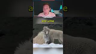 Urine Addicted Goats [upl. by Ajaj]