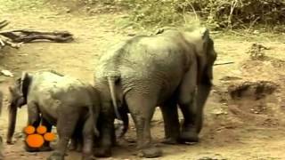 Los Elefantes Elephantidae Documental Nacimiento y Vida [upl. by Gnouhc]