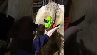 New red rubber How to Fit a Moocall calving sensor to a large tail [upl. by Yanal362]